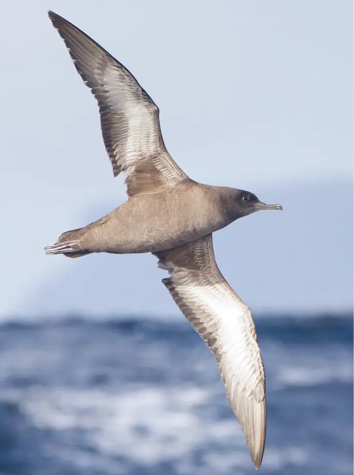 Sooty Shearwater-Titi