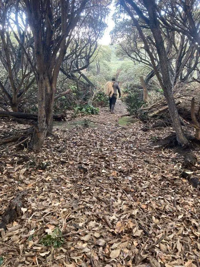 Track Clearing ready for muttonbirding